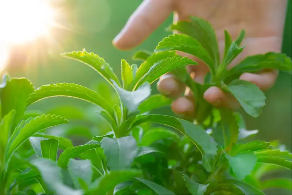 The Best Natural Sugar Substitutes for Weight Management