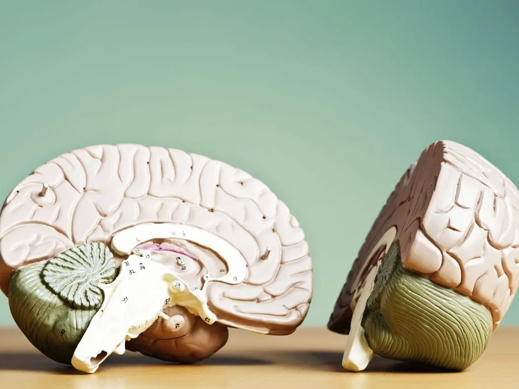 Neuro-Immune Axis & the Gut Can Resistant Dextrin Help Modulate Mood, Immunity & Brain Health