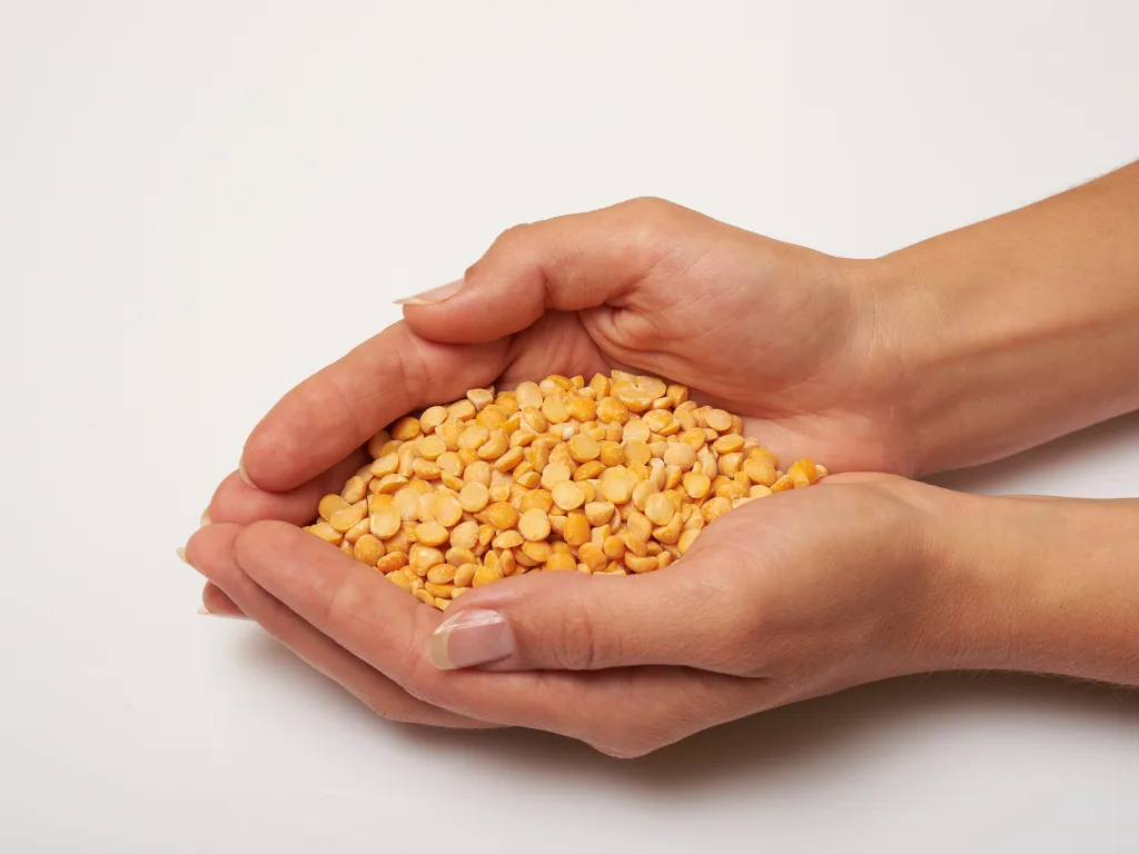 Textured Protein Products How Manufacturers Can Elevate Nutrition, Texture, and Clean-Label Appeal With Satoria Nutrisentials 2