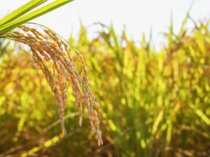 Rice Protein Market Opportunities, Challenges & Innovation Pathways for Modern Food & Beverage Manufacturers