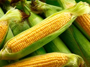 Soluble Corn Fibre Alternative from Tapioca A Clean-Label Solution for Modern Food Manufacturing