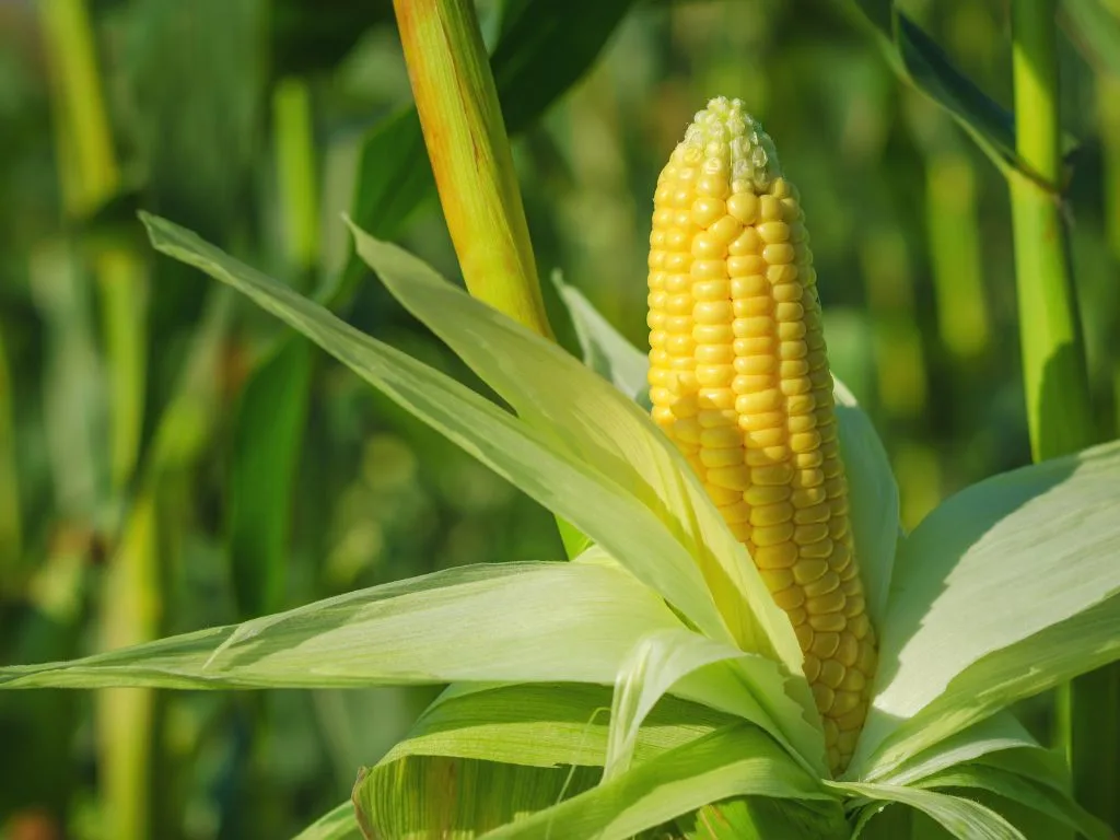 Kosher Certified Resistant Dextrin What It Is, Why It Matters, and How to Source It Right 2