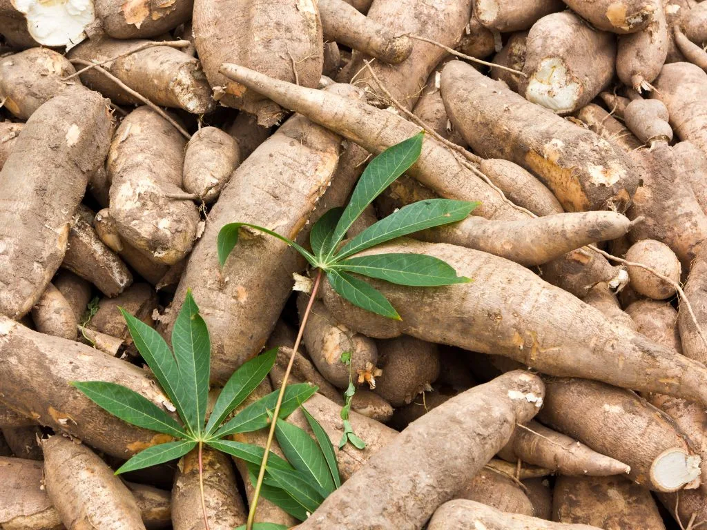Kosher Certified Resistant Dextrin What It Is, Why It Matters, and How to Source It Right 4