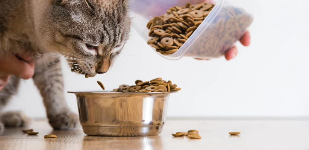 Plant-Based Protein for Pet Food Formulation What Manufacturers Need to Know 3