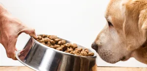 Plant-Based Protein for Pet Food Formulation What Manufacturers Need to Know