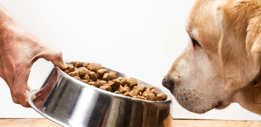 Plant-Based Protein for Pet Food Formulation What Manufacturers Need to Know